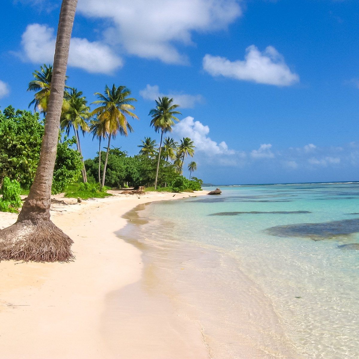 Coconut palms, turquoise sea and white sandy beach of Sainte-Anne Guadeloupe, Antilles, Caribbean.